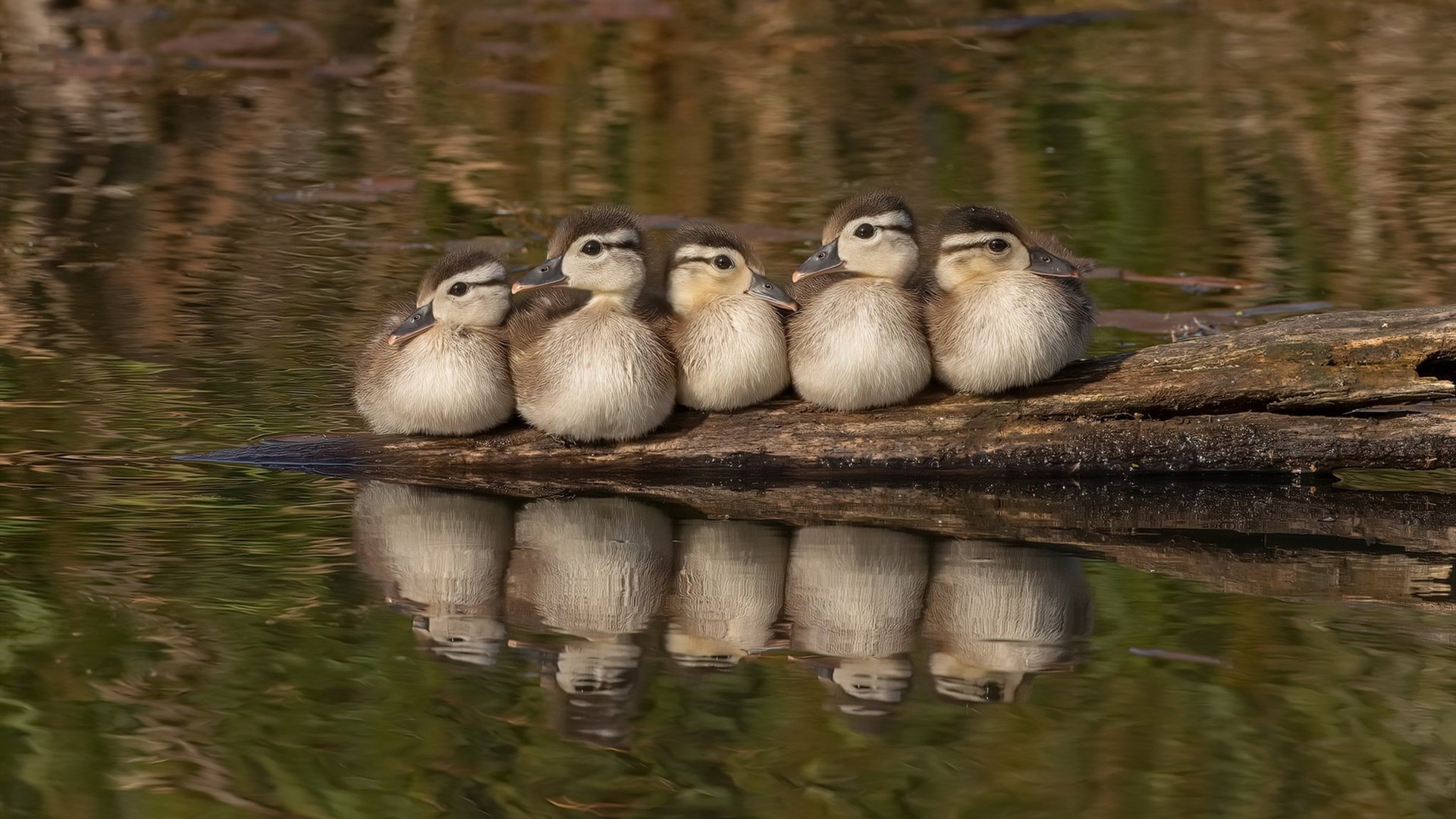 快船队主教练强调团结合作，赢得球队内部支持，快船教练组名单