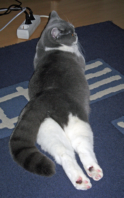 九游娱乐-国足历史最佳阵容分析，国足历史最佳阵容分析图