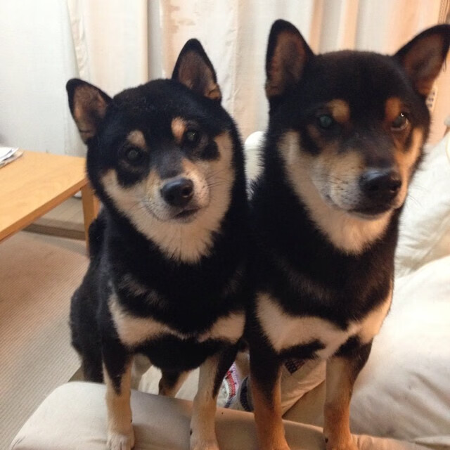 法甲实际战术板使用率与胜率关系初步调查，法国套战术板