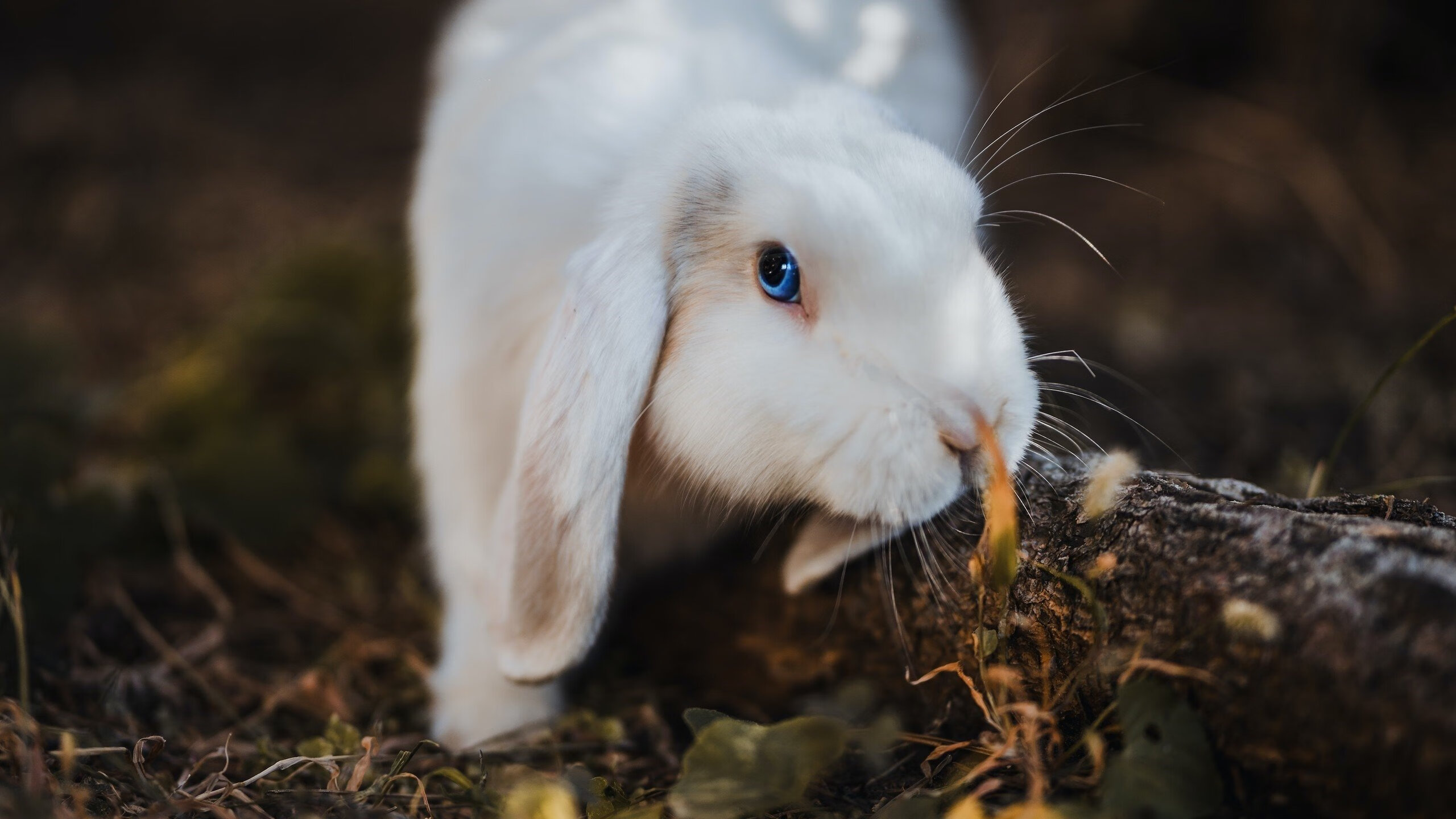 篮球运动员专项技术训练计划优化研究，篮球专项训练方案