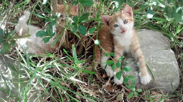 西甲球队赛季后期使用HRV指标动态调整轮换强度分析，西甲换人规则