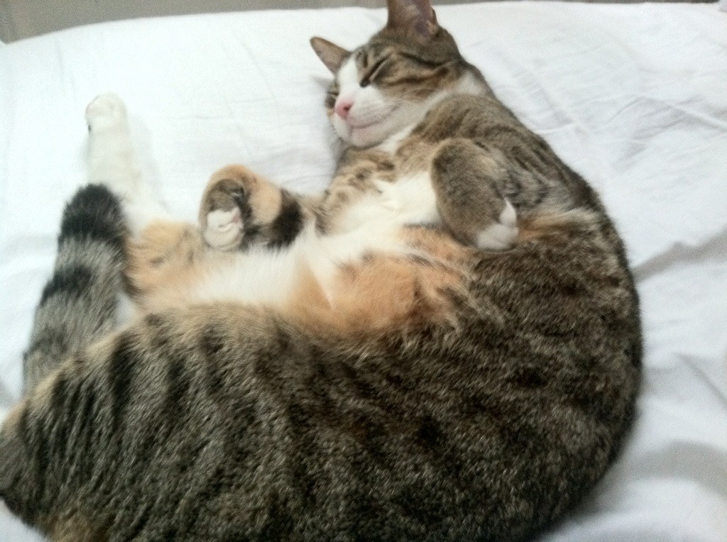 运动员心理健康维护计划，运动员心理训练计划