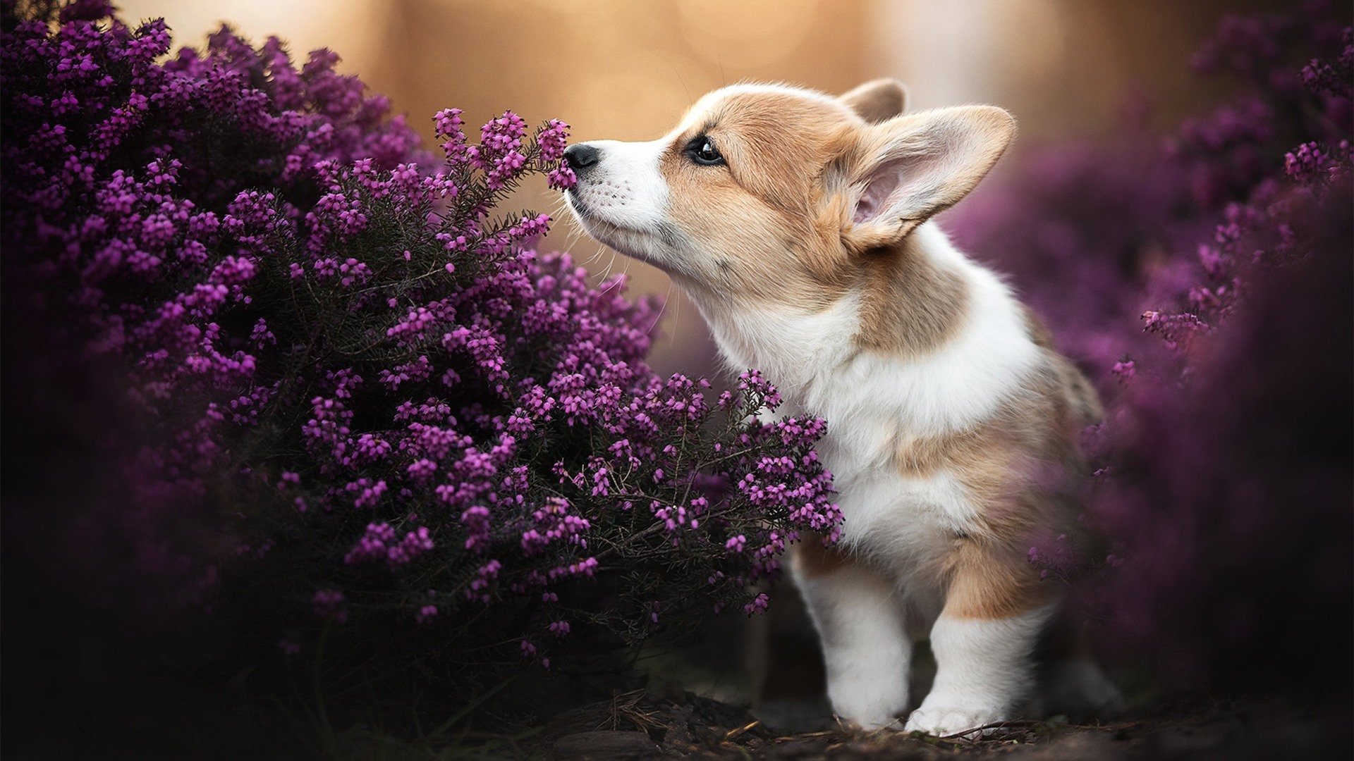 PSG决赛失利引发球迷广泛热议,psi总决赛冠军